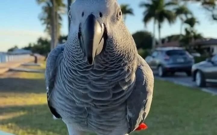 African Greys for Sale in New York