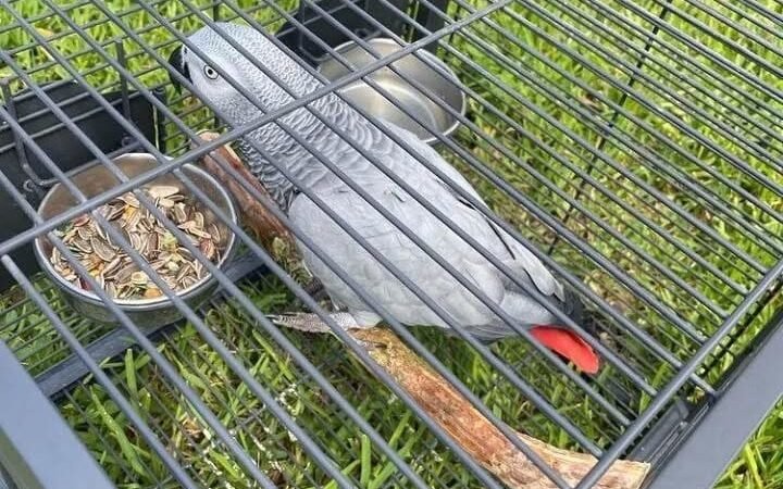 African Grey Parrots for Sale in Colorado
