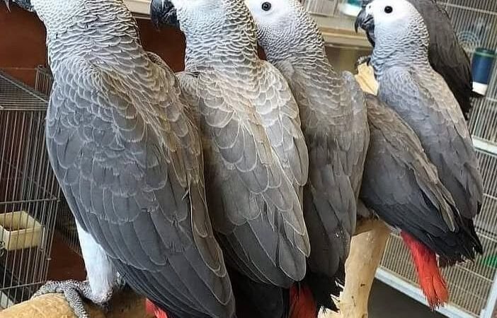 African Greys for Sale in Oregon