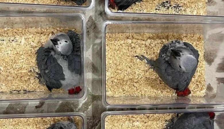 African Greys for Sale in North Dakota