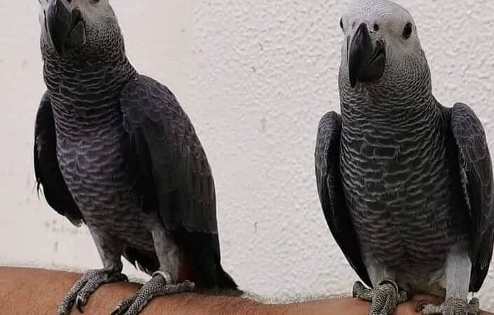African Greys for Sale in Ohio