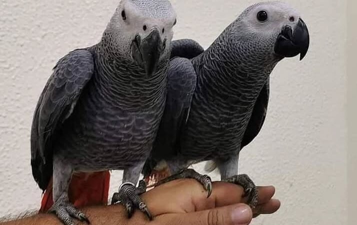 African Greys for Sale in Oklahoma