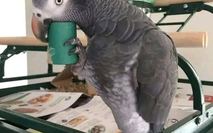 African Greys for Sale in Pennsylvania
