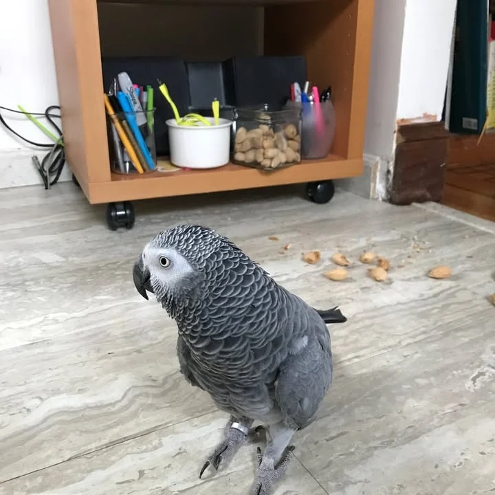 Are African Grey parrots good pets for beginners
