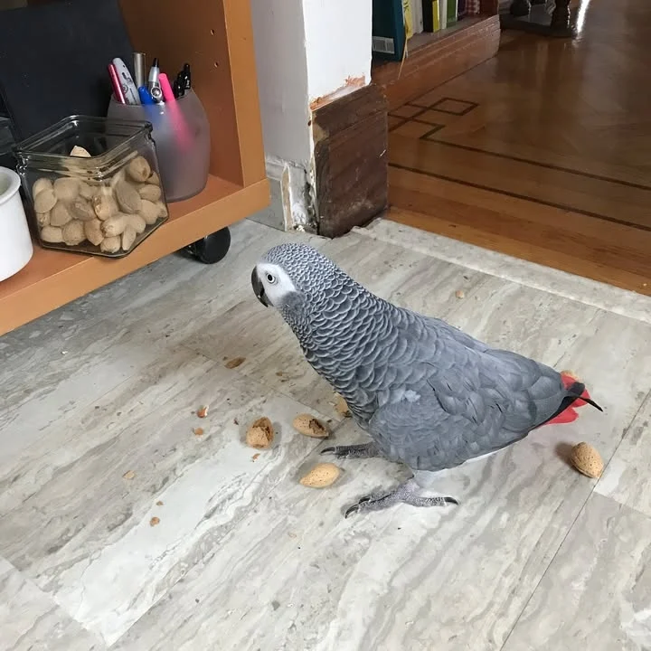 Do African Grey parrots talk