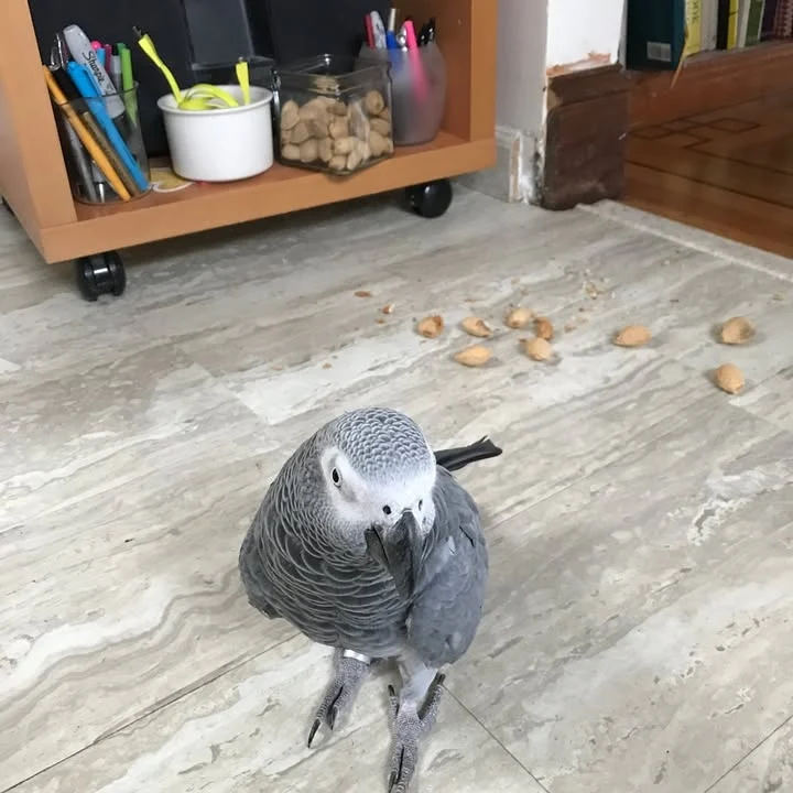 What should I prepare before bringing an African Grey parrot home