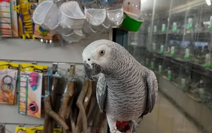 African Grey Parrots in Alaska