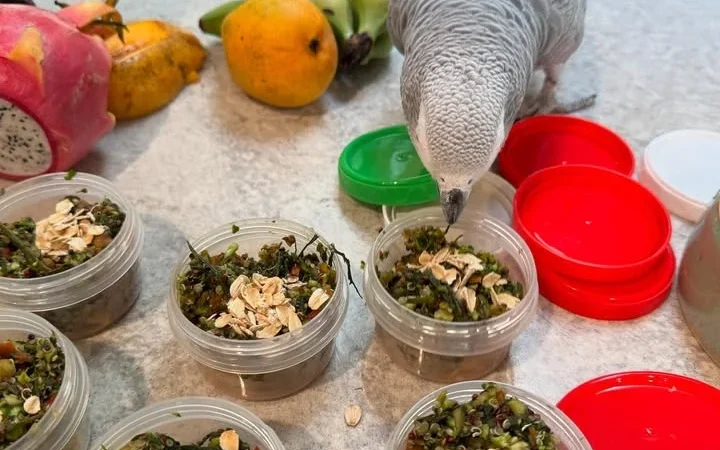 African Grey Parrots for Sale in Montana