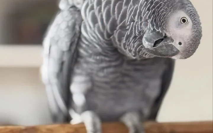 African Grey Parrots for Sale in Nebraska