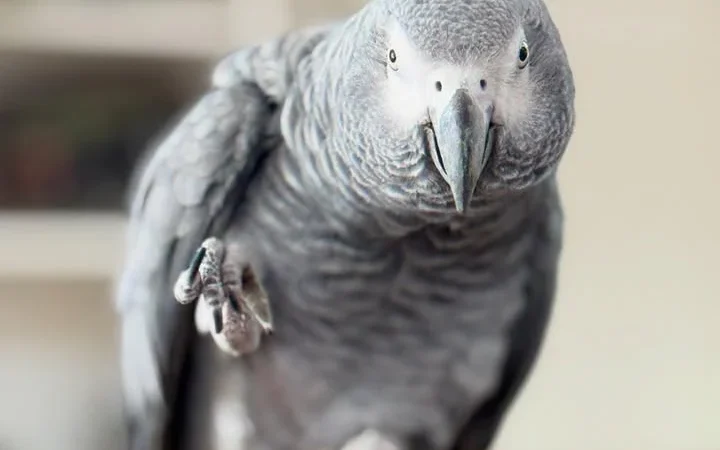 African Grey Parrots in Arkansas