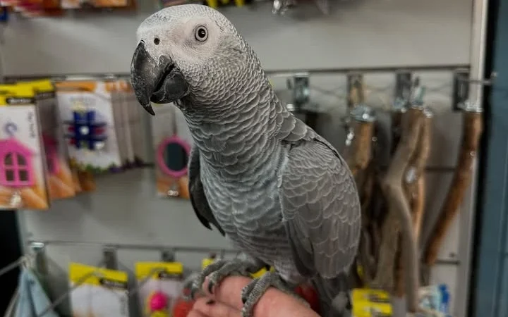 African Grey Parrots in Connecticut