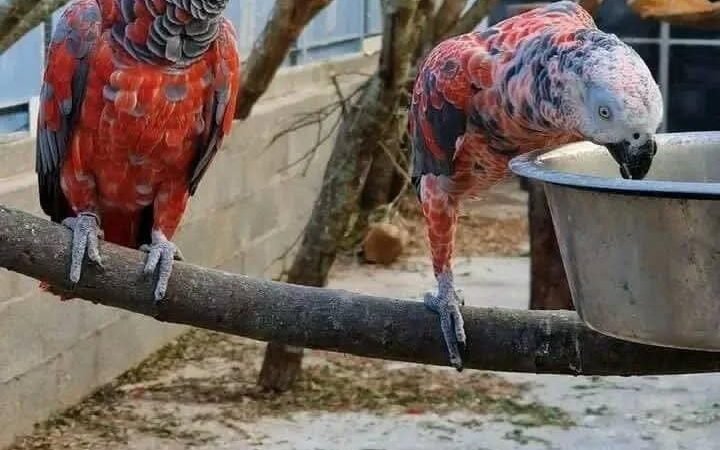 African Grey Parrots in Maine