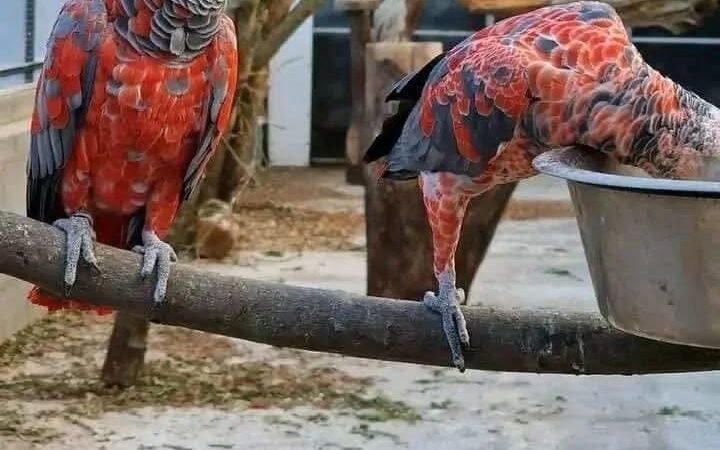 African Grey Parrots in Louisiana