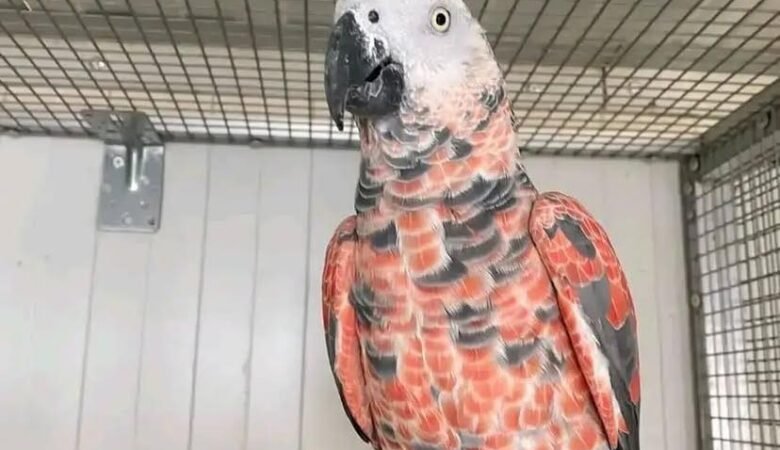 African Grey Parrots in Hawaii