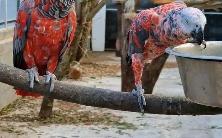African Grey Parrots in Idaho