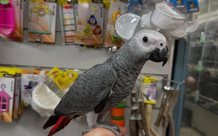 African Greys in Georgia