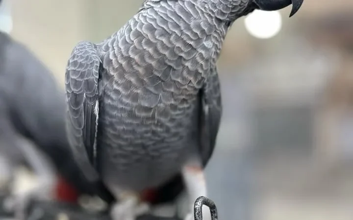 African Greys in Florida