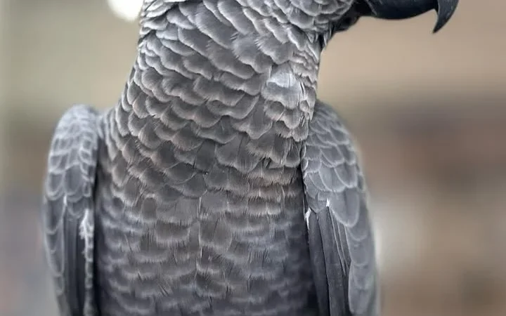 African Greys in Delaware
