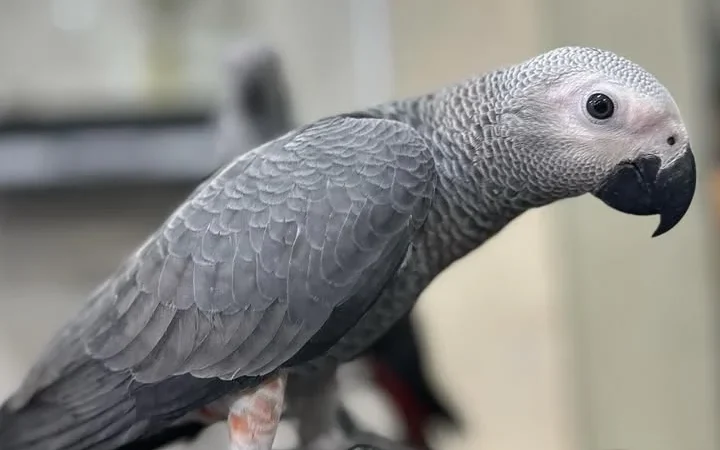 African Greys in Alabama