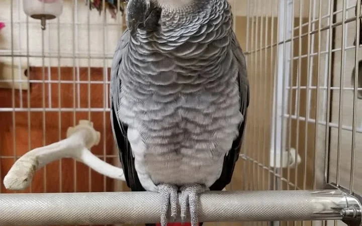 African Greys in Alaska