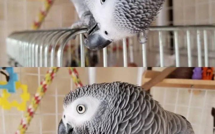 African Greys in Arizona