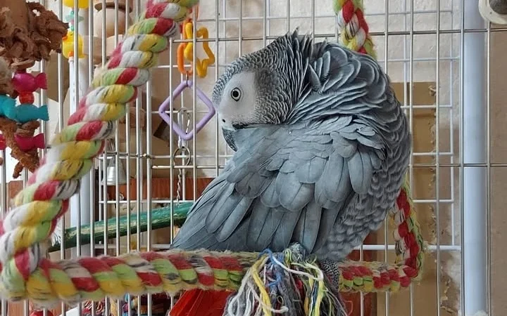 African Greys in Arkansas