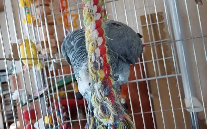 African Greys in California