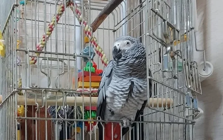 African Greys in Colorado