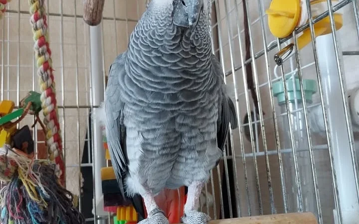 African Greys in Connecticut