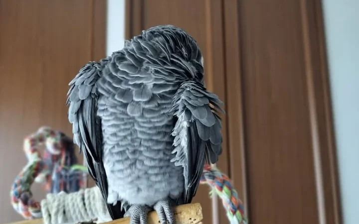African Grey Parrots in New Hampshire