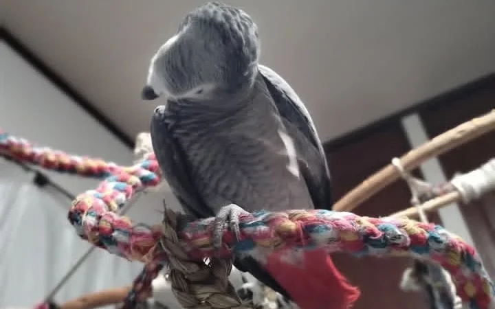 African Grey Parrots in New Jersey