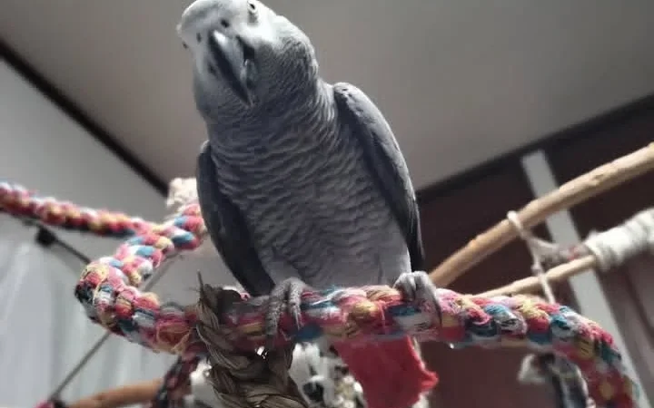 African Grey Parrots in Nevada