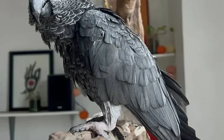 African Grey Parrots in Massachusetts