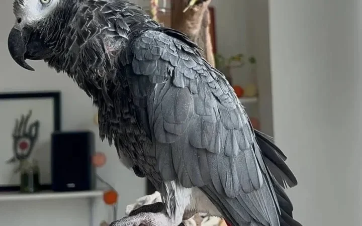 African Grey Parrots in Michigan