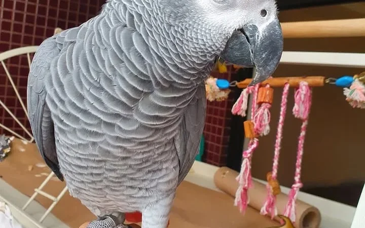 African Grey Parrots in Minnesota