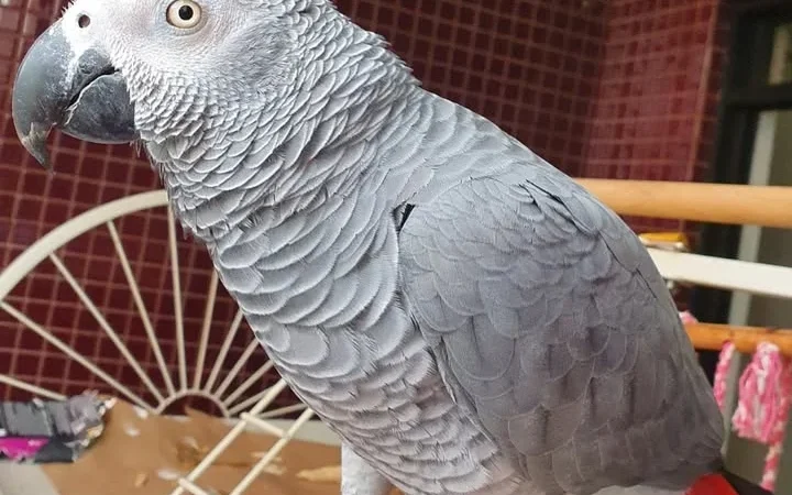 African Grey Parrots in Mississippi