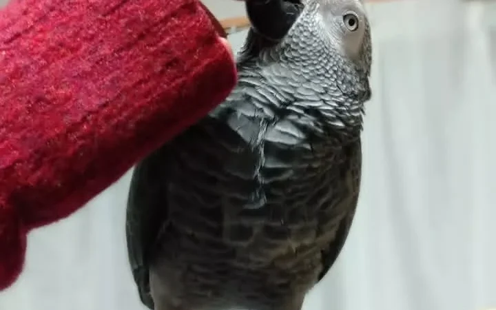 African Grey Parrots in Missouri