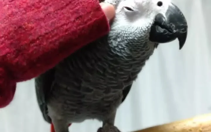 African Grey Parrots in Montana