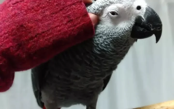 African Grey Parrots in Nebraska