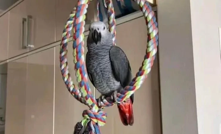 African Greys in Maine