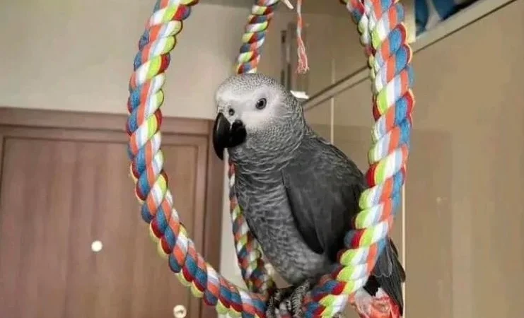 African Greys in Maryland