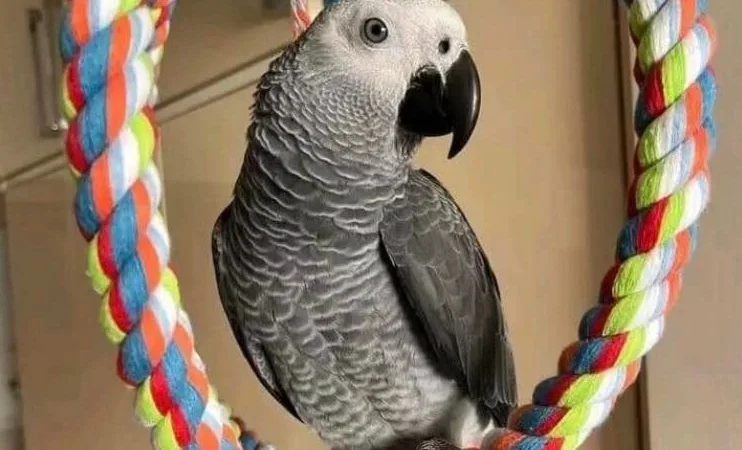 African Greys in Hawaii