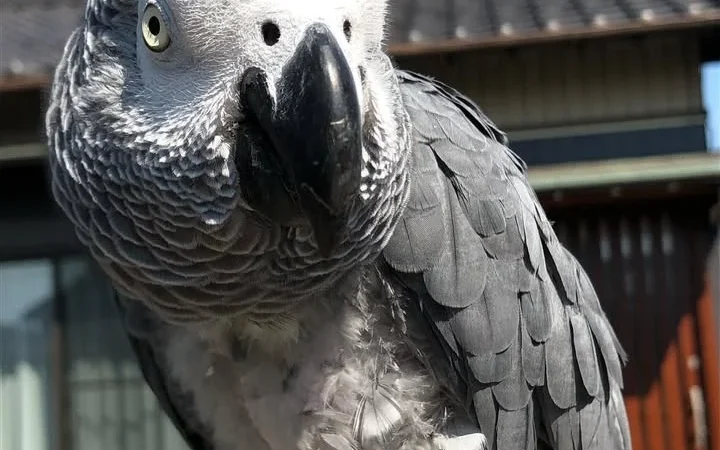 African Greys in Louisiana