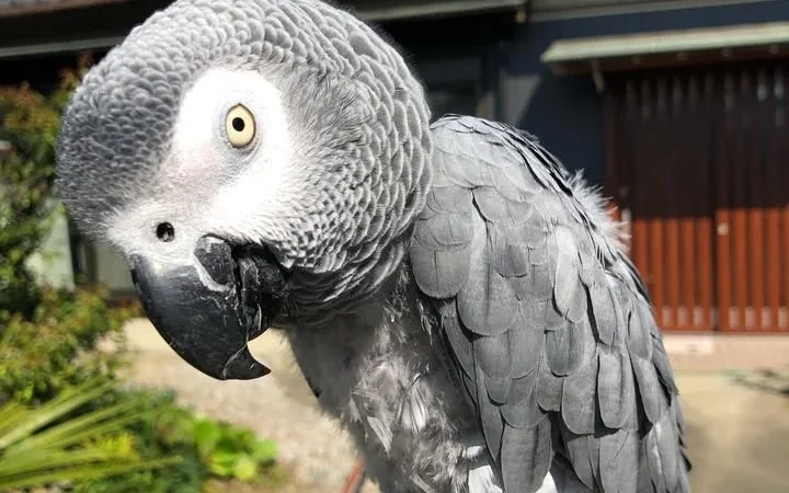 African Greys in Idaho