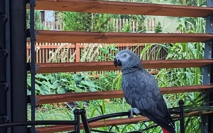 African Greys in Illinois
