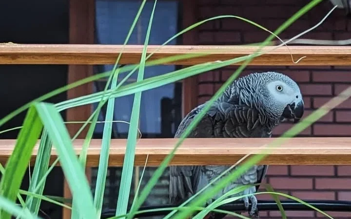 African Greys in Indiana