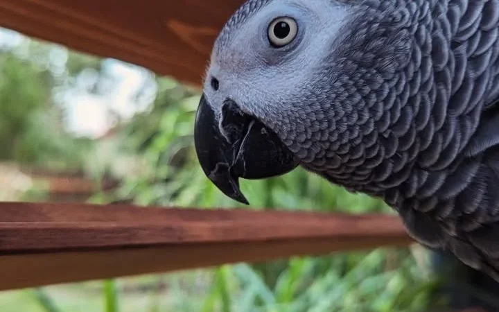 African Greys in Iowa