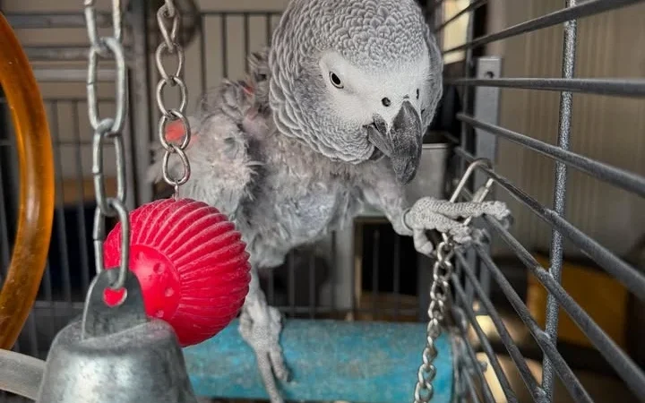African Greys in Kansas