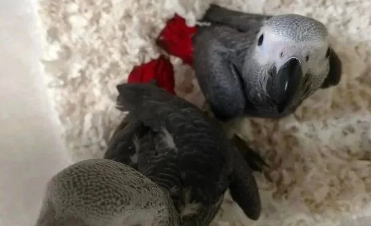 African Greys in Kentucky
