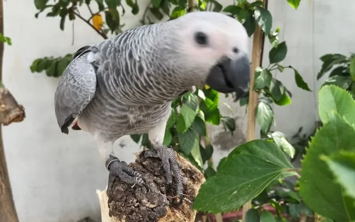 African Greys in Nebraska